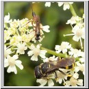 Ectemnius continuus - Grabwespe 05 10mm.jpg